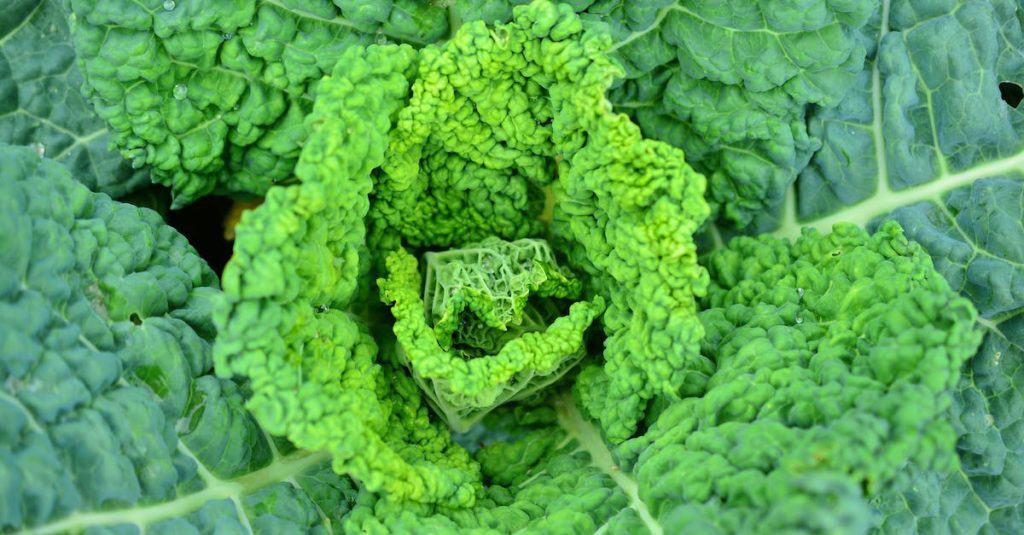 Výhody Kale: Superpotravina pro zdraví a jídelníček 1
